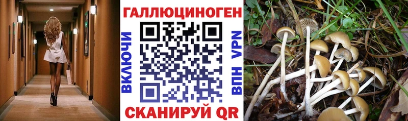 Галлюциногенные грибы GOLDEN TEACHER  где купить наркотик  darknet клад  Новочебоксарск  KRAKEN рабочий сайт 